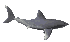 Small Shark